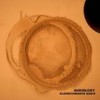 Kleinschmager Audio - Audiology: Album-Cover